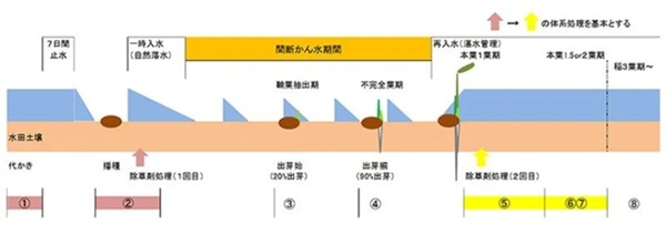 鉄コーティング種子による湛水直播水稲の除草技術：「表面播種」における除草の2大ポイント