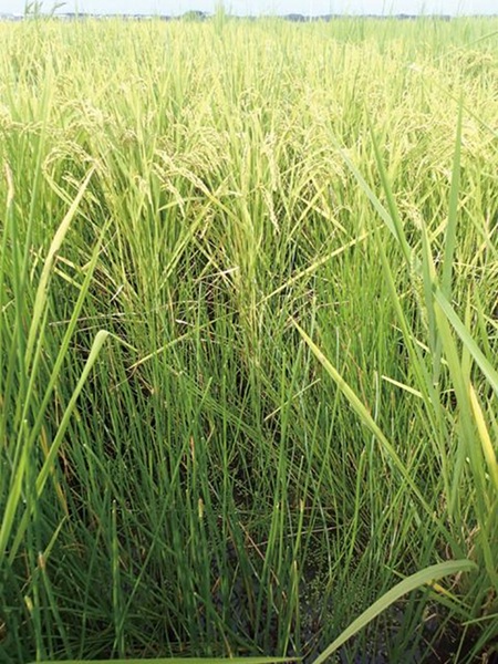 稲の中に繁茂するクログワイ